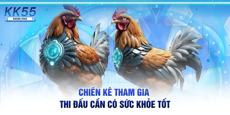 Chiến kê tham gia thi đấu cần có sức khỏe tốt