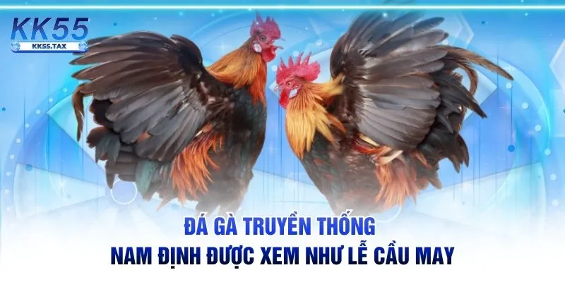 Đá gà truyền thống Nam Định được xem như lễ cầu may